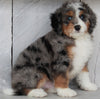 Mini Bernedoodle For Sale Millersburg OH Male-Topper