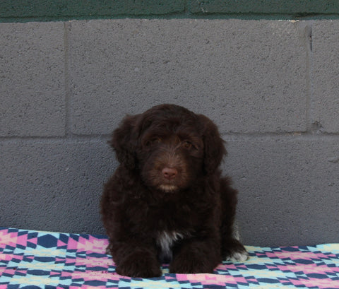 AKC Registered Portuguese Water Dog For Sale Fredricksburg OH Female-Evie