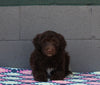 AKC Registered Portuguese Water Dog For Sale Fredricksburg OH Female-Evie