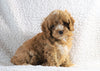 Cockapoo F1B For Sale Sugarcreek, OH Female- Mia