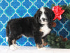 Bernedoodle (Standard) For Sale Sugarcreek, OH Male- Rambo