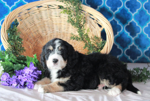 Bernedoodle For Sale Sugarcreek, OH Male- Ryder