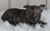 AKC Registered Cairn Terrier For Sale Millersburg OH Female-Olivia