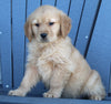 AKC Registered Golden Retriever For Sale Millersburg OH Male-Steve