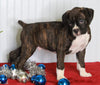 Boxer For Sale Fredericksburg OH Male-Mason