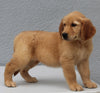 ACK Registered Golden Retriever For Sale Brinkhaven OH Female-Brie