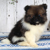 ACA Registered Pomeranian For Sale Millersburg OH Male-Alex