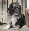 Aussiedoodle For Sale Millersburg OH Female-Tasha