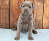 AKC Registered Cane Corso For Sale Wooster, OH Female- Lola