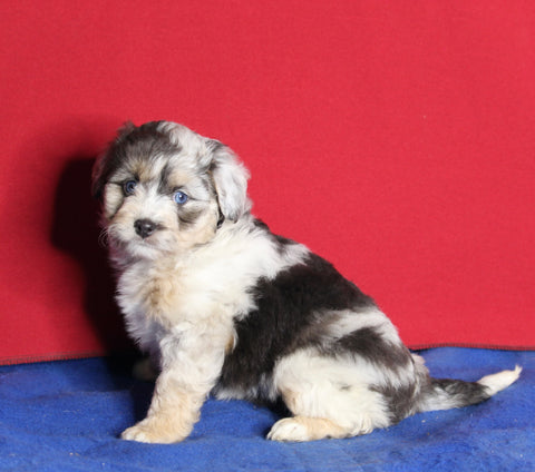Mini Aussiedoodle For Sale Millersburg OH Female-Kaya