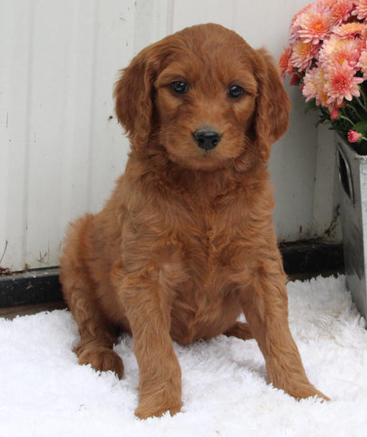 Standard Goldendoodle For Sale Shreve OH Female-Penny