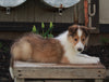 AKC Registered Collie Lassie For Sale Fredricksburg OH Female-Heather