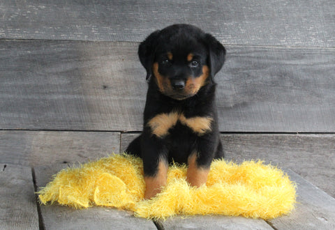 AKC Registered Rottweiler For Sale Applecreek OH Male-Axel