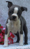 AKC Registered Boston Terrier For Sale Warsaw OH -Female Francine