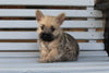 AKC Registered Cairn Terrier For Sale Millersburg OH Male-Adam