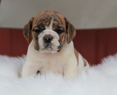 Beabull For Sale Wooster, OH Male- Buddy