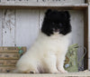 Pomeranian For Sale Millersburg, OH Male- Charles
