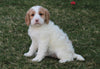 F1B Medium Labradoodle For Sale Millersburg, OH Female- Chloe