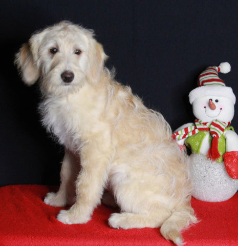 Medium F1B Labradoodle For Sale Millersburg OH Female-Hope