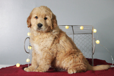 AKC Registered Golden Retriever For Sale Holmesville, OH Male- Tom