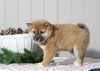 AKC Registered Shiba Inu For Sale Dundee, OH Female- Beauty