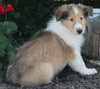 AKC Registered Lassie Collie For Sale Millersburg OH Male-Weston