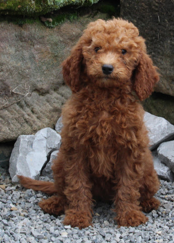 Goldendoodle For Sale Millersburg OH Female-Nova