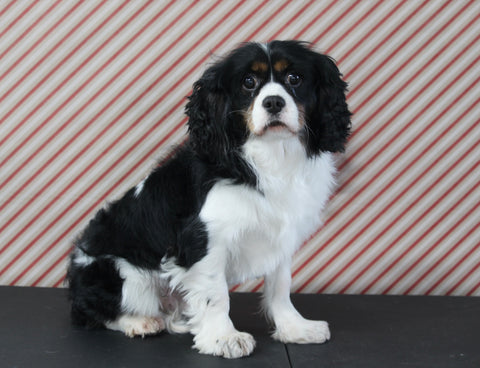 AKC Registered Cavalier KCS For Sale Applecreek OH Male-Skippy PROVEN BREEDER