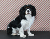 AKC Registered Cavalier KCS For Sale Applecreek OH Male-Skippy PROVEN BREEDER