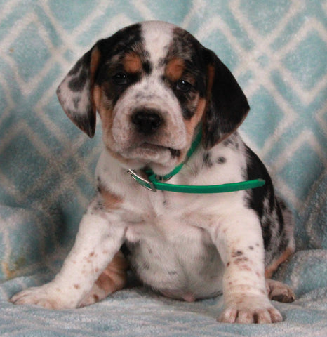 Beabull For Sale Navarre OH Male-Jack