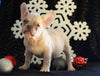 AKC Registered French Bulldog For Sale Fredricksburg OH Female-Snowball