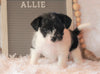 Jack-a-poo For Sale Applecreek, OH Female- Allie