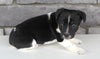 Jack Russel For Sale Millersburg OH Male-Shane