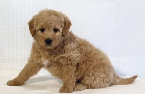 Mini Goldendoodle For Sale Beach City OH Female-Kaya