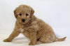 Mini Goldendoodle For Sale Beach City OH Female-Kaya