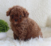 AKC Registered Miniature Poodle For Sale Millersburg OH Male-Teddy