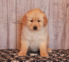 AKC Golden Retreiver For Sale Fredricksburg OH Female-Julia