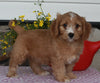 Cavapoo For Sale Sugarcreek OH Female-Sally