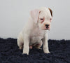 AKC Registered Boxer For Sale Millersburg OH Male-Ashton