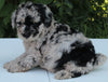 AKC Registered Mini Poodle For Sale Millersburg OH Male-Pluto