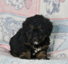Mini Bernedoodle For Sale Millersburg OH Male-Gabe
