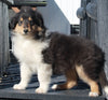AKC Registered Collie Lassie For Sale Fredericksburg OH Male-Cody
