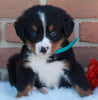 AKC Registered Bernese Mountain Dog For Sale Sugarcreek OH Male-Cuddles