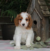 Medium F1BB Goldendoodle For Sale Millersburg OH Female-Dollie