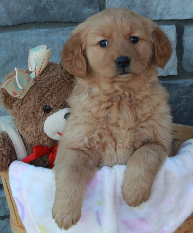 AKC Registered Golden Retriever For Sale Brinkhaven OH Female-Daphne