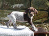 AKC Registered German Shorthaired Pointer For Sale Fredericksburg OH Female-Marley