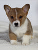 AKC Registered Pembroke Welsh Corgi For Sale Millersburg OH Male-Cody