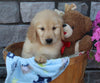 AKC Registered Golden Retriever For Sale Brinkhaven OH Male-Kai