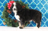 Bernedoodle (Standard) For Sale Sugarcreek, OH Male- Rambo