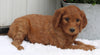 Standard Goldendoodle For Sale Shreve OH Female-Penny